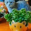 Plant pots,handmade planters,handmade gift,Piglet - 图片 2