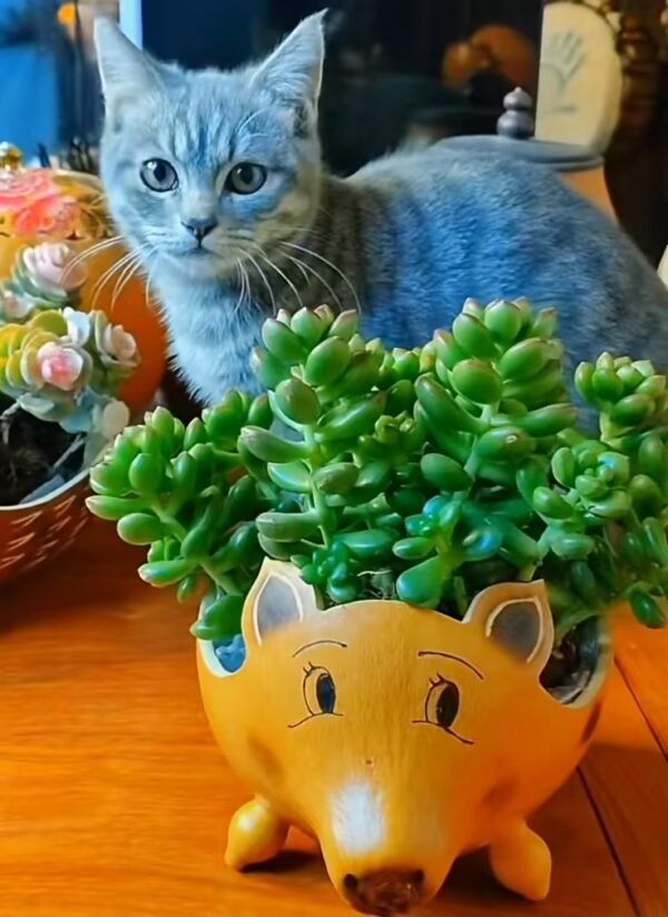 Plant pots,handmade planters,handmade gift,Piglet - Image 2